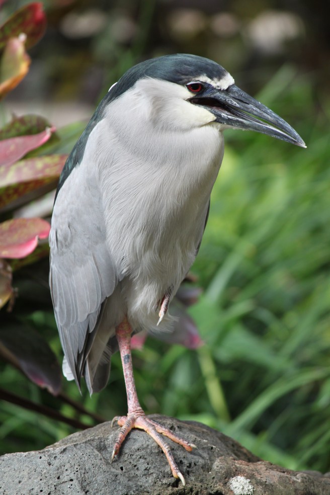 Jewel K. Goode Honolulu, Hawaii